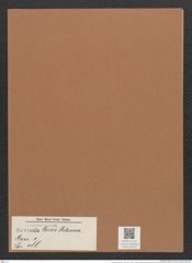 Navicula leres Schum. (de-Toni-Nr.: Genus 1, Species 188) Zeichnungen Sammlung Grunow Mappe 00152 (Herbarium_W_Grunow_drawings_Folder_00152)